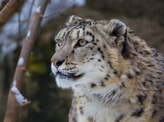 snow leopard, irbis