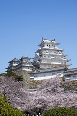 姫路城と桜、改修後-4