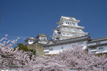姫路城と桜、改修後-1