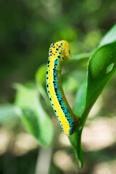 Dysphania sagana larva standing on the leaf  shallow depth of field