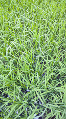 Coltivazione di riso (risaia)