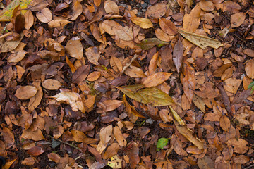 background of a pile of leaves
