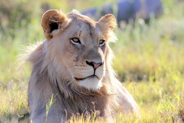 A male lion portrait. Golden sunlight ignite his intense eyes. South Africa