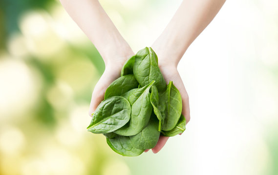 Close Up Of Woman Hands Holding Spinach