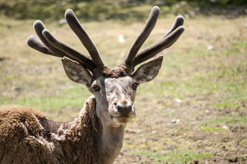 Young male red deer in spring time with winter coat of hair