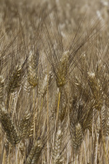 Field of ears of wheat