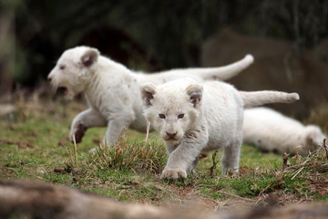 Three new born white lion cubs play in this image. South Africa