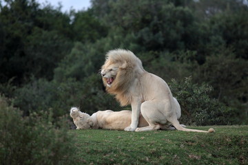 Two white lions mating in this amazing image.
