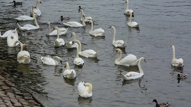 swans on the river in Prague