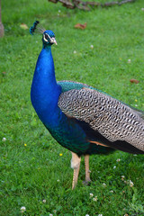 Fototapeta premium Blue Male Peacock