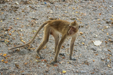 Monkey eats banana.