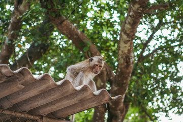Monkey on the tree