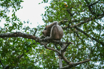 Monkey on the tree