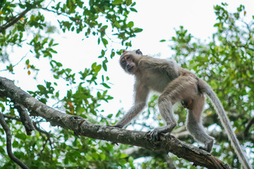 Monkey on the tree