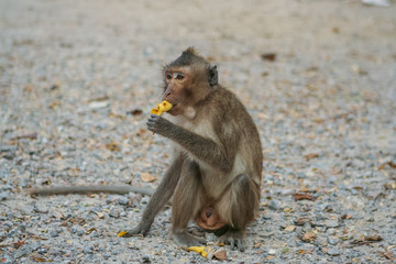 Monkey eats banana.