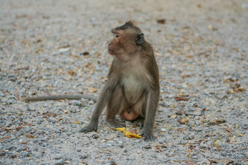 Obraz premium Monkey eats banana.