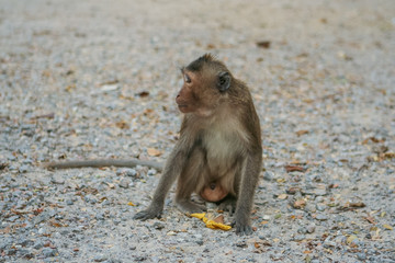 Monkey eats banana.