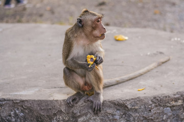 Fototapeta premium Monkey eats banana.