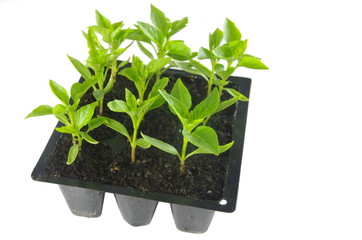 young of the paprika seedling
