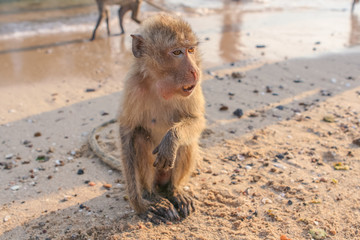 Monkey on the shore