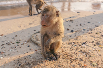 Monkey on the shore