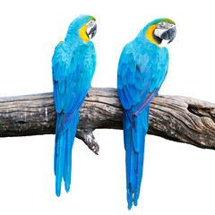Two blue macaw on branches. isolate on white.