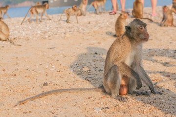 Fototapeta na wymiar Monkey on the shore