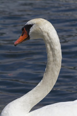 swan on lake