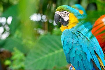 Macaw Bird