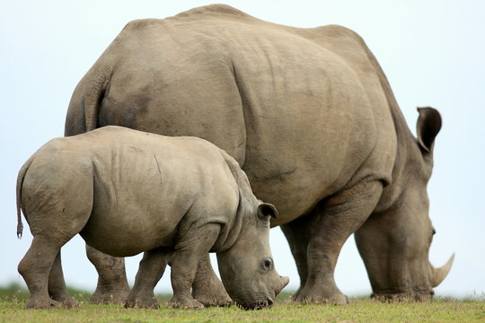 A close up of a female rhino / rhinoceros and her calf. Showing off her beautiful horn. Protecting her calf. South Africa