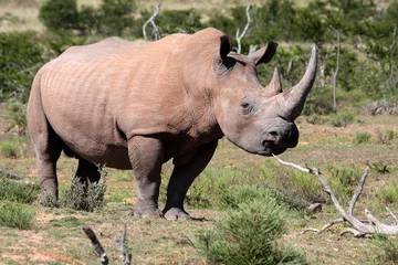 Crédence de cuisine en verre imprimé Rhinocéros Un rhinocéros blanc / rhinocéros paissant dans un champ ouvert en Afrique du Sud