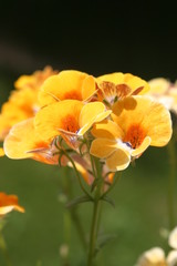 Obraz na płótnie Canvas Storczyki - storczyk (Orchis - Orchidaceae) – byliny
