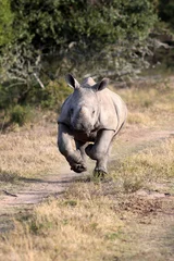 Papier Peint photo Rhinocéros Un rhinocéros blanc / veau de rhinocéros sur la charge et en train de courir dans cette belle image de portrait. Afrique du Sud.