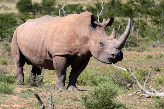 A white rhino / rhinoceros grazing in an open field in South Africa