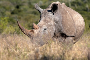 Un rhinocéros blanc / rhinocéros paissant dans un champ ouvert en Afrique du Sud