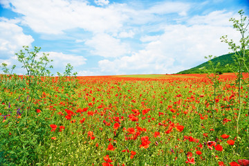 Landscape of poppies field of red flowers in Bulgaria