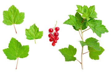 Redcurrant - green leaves, stalk and ripe red fruits, on a white background.