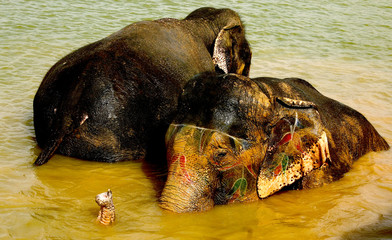 Feast of elephants in India, rajastha , jaipur