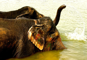 Feast of elephants in india, rajasthan , jaipur