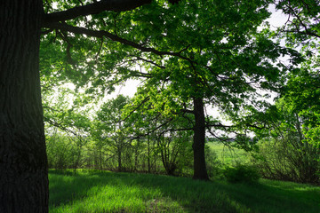 Fototapeta na wymiar oak forest