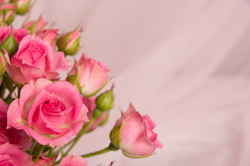 Fresh pink rose