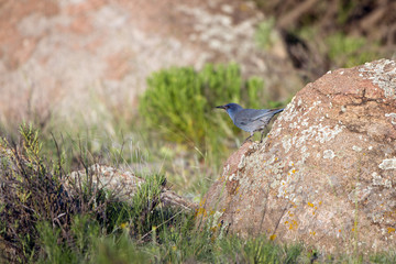 Pinyon Jay in the Rocky Mountains of Colorado