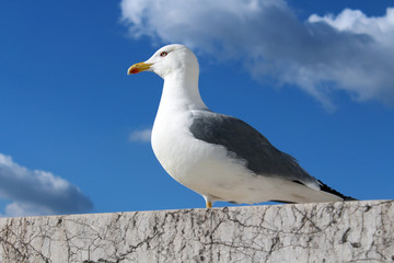 Standing Seagull over cloudy sky