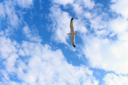 Flying Seagull over cloudy sky