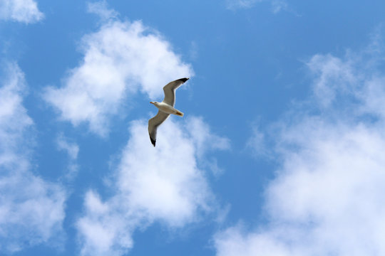 Flying Seagull over cloudy sky