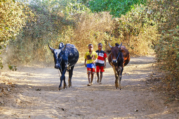 Poor malagasy boy leading angry bulls - zebu, madagascar - obrazy, fototapety, plakaty