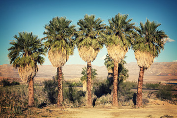Palm trees retro