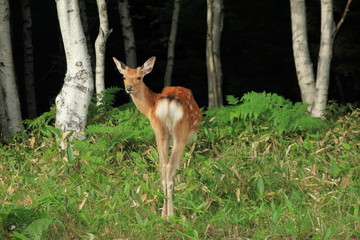 知床で野生の鹿と遭遇
