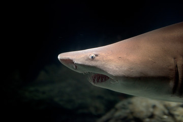 Fototapeta premium bull shark open jaws rwady to attack at night
