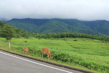 Fototapeta premium 知床で野生の鹿と遭遇
